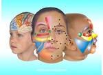 Health practitioners and body workers, click to learn about Facial Reflexology Classes.
